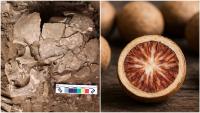 Drugs before farming: Humans were getting high 25,000 years ago
