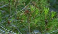 Belgian tree climbers seek climate resilience in pine cones
