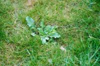 Should You Pull Every Weed In Your Lawn? Experts Say Not So Fast