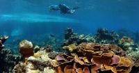 Scripps CMBC Marks 25 Years of Marine Biodiversity Research and Conservation