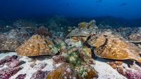 Corals as climate archive: Are El Niños intensifying?