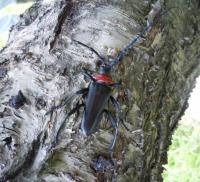 Japan adopts measures to stamp out invasive longhorn beetle