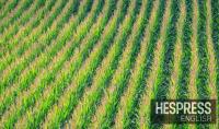 Morocco’s corn imports from Argentina surge 133% as grain flows shift
