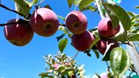 8 New Hampshire orchards where you can pick your own apples this fall