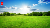 Durva grass vs regular lawn grass: What changes in your garden when you choose one over the other?
