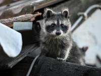 Swiss canton wants to slow spread of raccoons