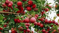 Pick your own apples at these Vermont orchards this fall
