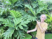 Preserving old Hawaii with breadfruit at Amy Greenwell Ethnobotanical Garden on Sept. 19