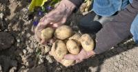 Gardeners told to dig up potatoes now