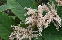 Green Fingers: To plant a weed or knot is the question