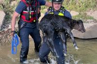 Kentucky crews pull calf from Dix River after kayakers spot it struggling in the water
