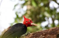 Paraguay About To Host Prestigious South American Bird Fair For The First Time