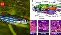 Scientists track nearly every cell in a living vertebrate at the same time