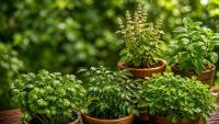Gardening Tips: 5 Ways Coffee Grounds Can Give Your Plants a Natural Boost