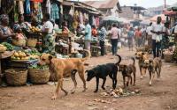 Stray dogs: Kenya's silent public health concern