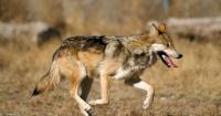 Arizona joins states suing Trump for rolling back rules that protect endangered species habitats