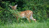Georgia deer season starts today. Dates, rules hunters should know in GA