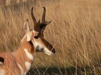 South Dakota GFP Commission Holds September Meeting