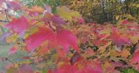Minnesota DNR kicks off fall colors season with new prediction tool for leaf peeping