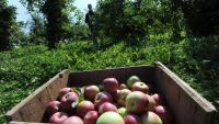 Pick your own apples this fall at these 11 Massachusetts orchards