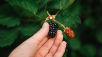 Gardeners’ World presenter names four rules you must ‘adhere to’ when picking blackberries