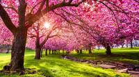 Washington’s Cherry Crop Is Down 23%. This Grower Can Work All Season, but Social Security Counts Net Earnings, Not Hours.
