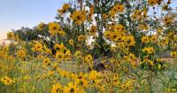 Plant expert Dan Gill shares tips for creating an English cottage-style garden in Louisiana