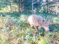 From poop to plants, how wolves are helping blueberries to grow and spread in northern Minnesota