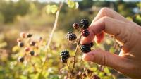 Gardeners' World star says 'never pick blackberries here' as he shares four vital rules
