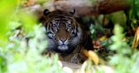 Chester Zoo ruthlessly mocked for advertising tickets to ‘child predator tour’