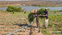 Will Africa's Next Growth Story Start on the Farm?