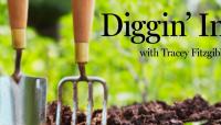 Too hot to fertilize your Albuquerque lawn?