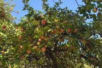 Near Minsk, there's a garden where anyone can pick apples