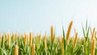 Engineered Cereal Crops Could Become Factories for Fish Oils, Waxes and Pheromones