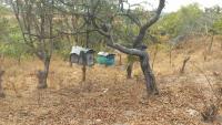 Tanzania : Ruvuma Villages Turn to Community-Led Conservation in the Fight Against Climate Change