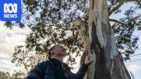 Australia needs more homes. But what happens to our trees?