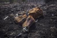Africa Braces for strongest El Niño since 1950 – heat, drought and floods loom