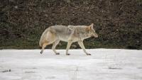 Coyotes are wary of people, yet Seattle is far more crowded with them than Washington’s wild areas