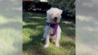 Rumi, a deaf Maltese mix, is full of fun and happiness