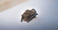 Rabies alert issued after bat incident at Rhode Island zoo