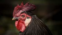 Ukraine's chicken giant MHP faces scrutiny over pollution claims at mega-farm