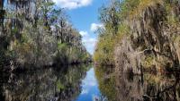 Keep your eyes open for alligators at these 8 Georgia spots
