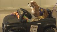 Baton Rouge therapy dog brings joy to hospice patients