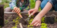 Therapeutic gardening improves mental health for adults with chronic conditions