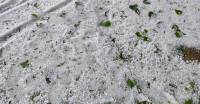 Hailstorm hits Kashmir paddy crop, farmers seek relief