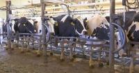 Missouri Bank VP Pleads Guilty to $9.4 Million Cattle Fraud Scheme