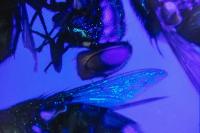 Biotech firm to build 130,000-square-foot research hub in San Antonio to fight New World screwworm