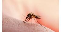 Western Greece reports no West Nile virus cases so far in 2026
