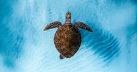 Ocean Film Festival returns to Cornwall this October