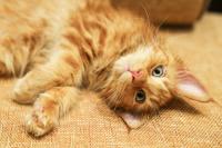 How To Groom a Maine Coon's Coat and Prevent Painful Mats
